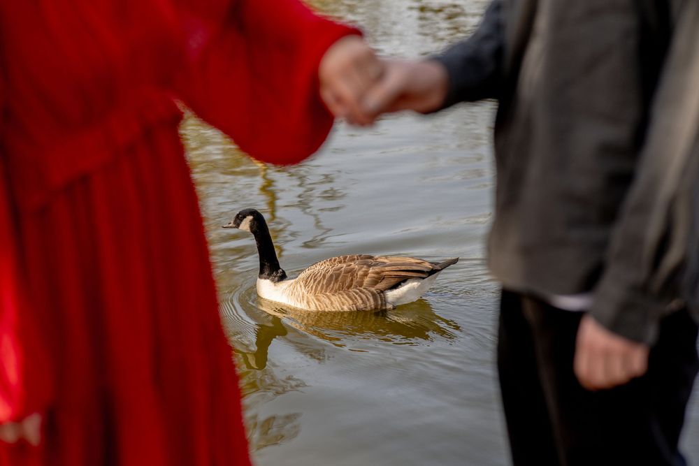 A Canada goose swims near two people wearing red and gray coats reaching toward the water.