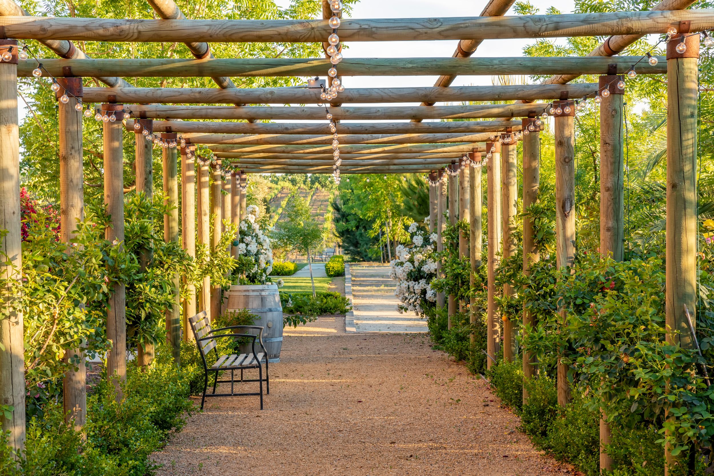 Wooden pergola walkway covered in climbing plants and garden benches.