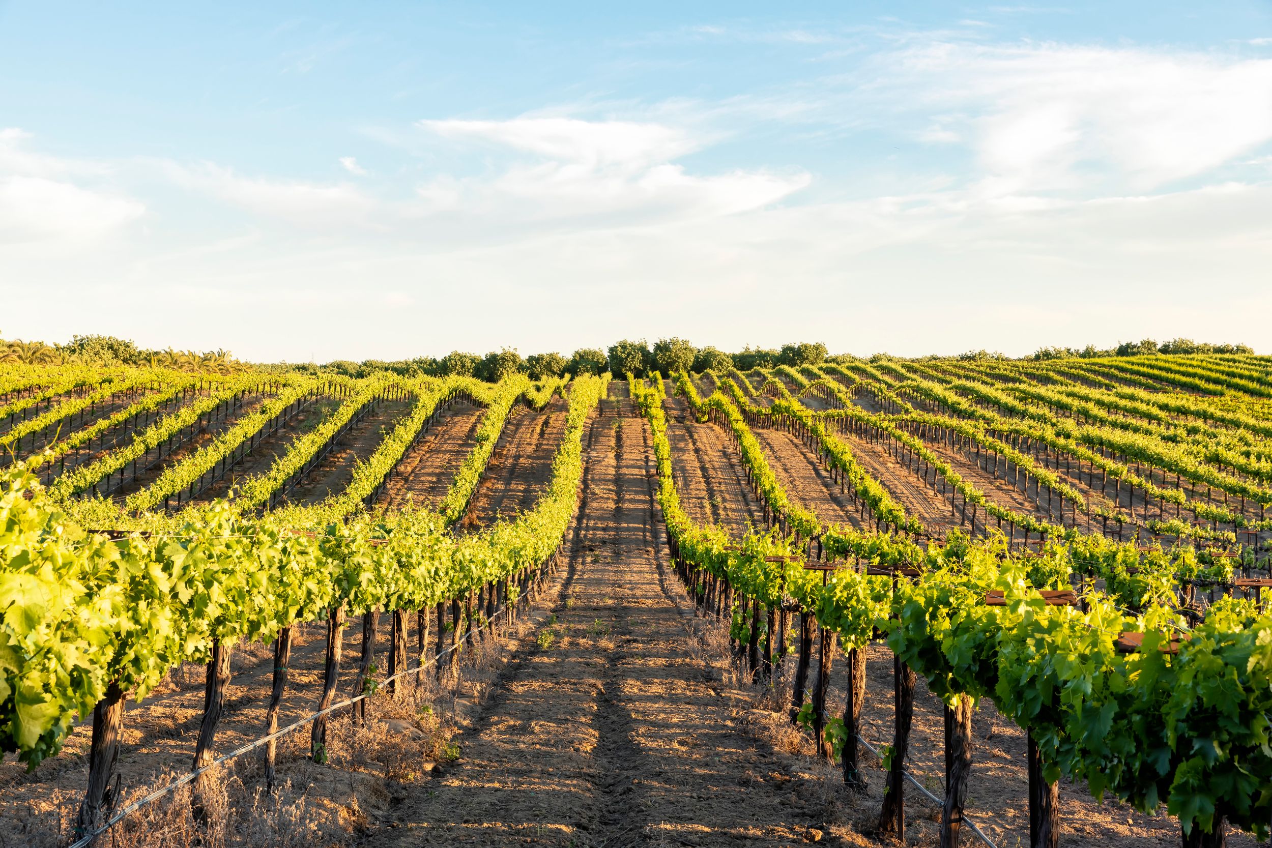 Symmetrical rows of green grapevines stretching into horizon on sunny vineyard.