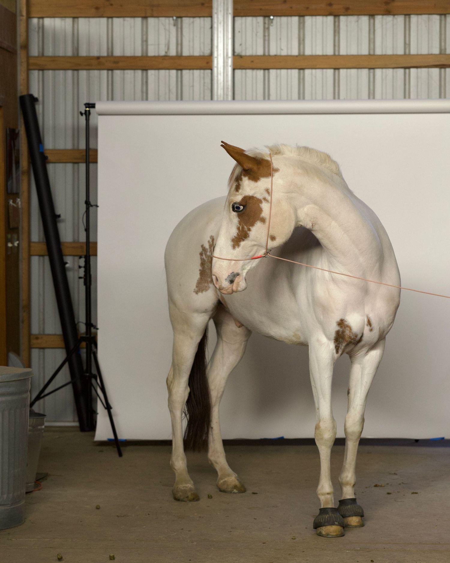 White background photography session of a paint horse with mobile portrait studio. Behind the scenes. Copyright Amanda Barr Photography