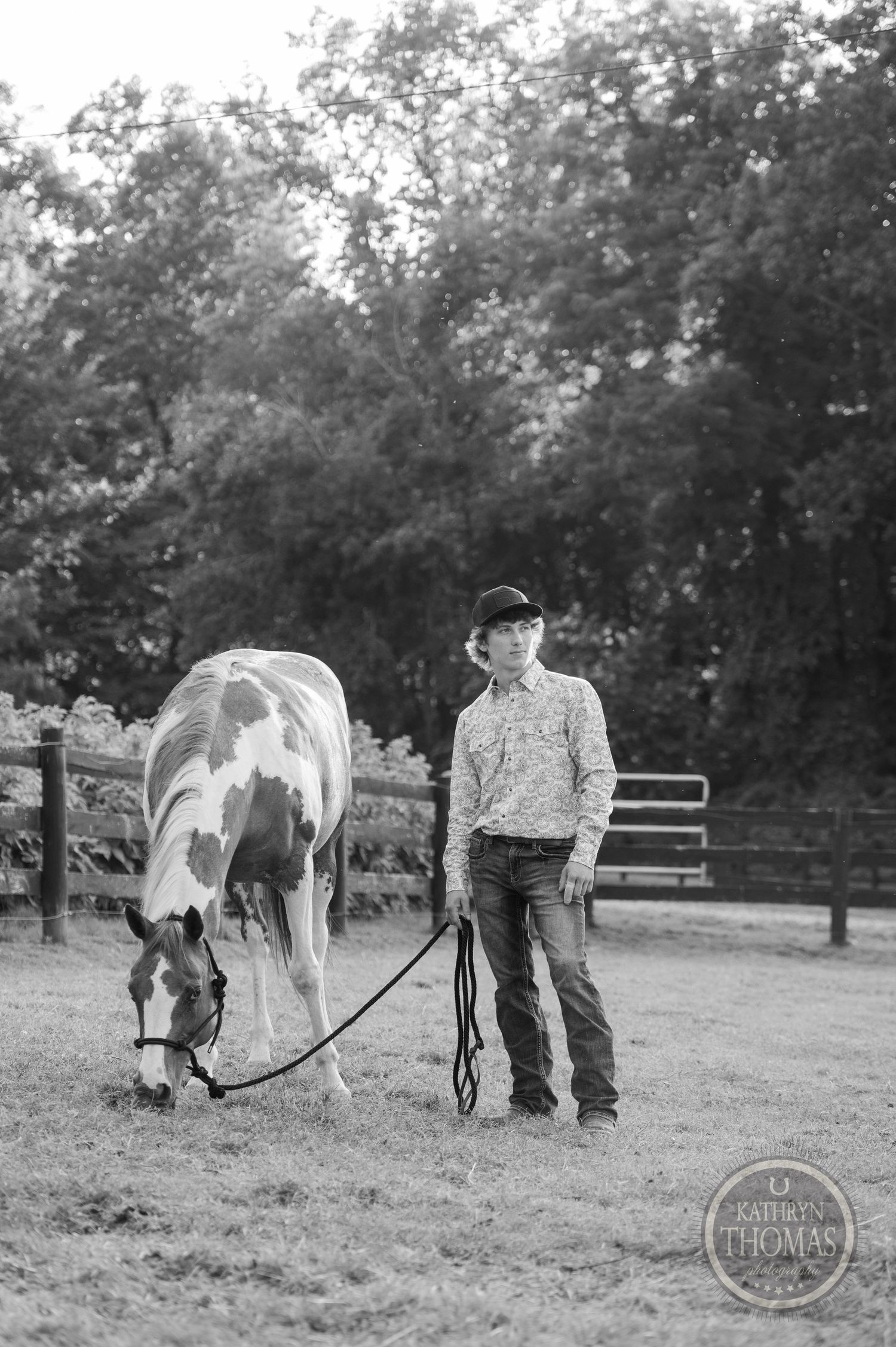 Black and white photo of a paint horse grazing while on lead in a fenced pasture.