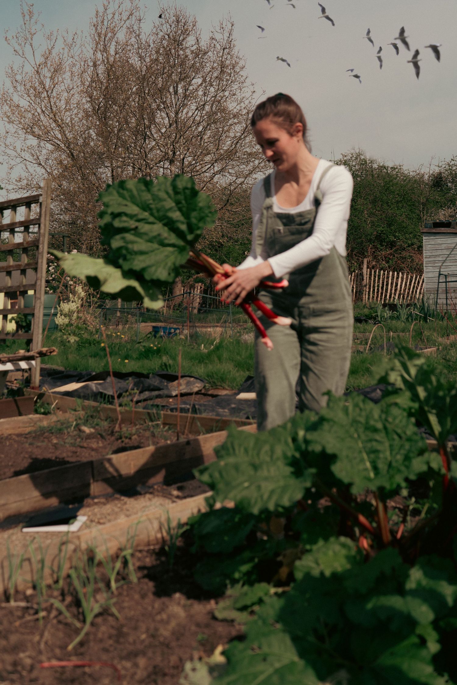 photograph from a branding photo session of a white female in green outfit holding rhubarb in an allotment with birds flying behind her