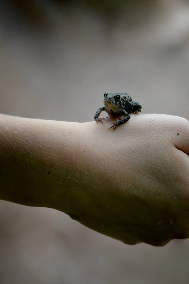 A tiny blue-spotted frog perches delicately on someone's extended arm in a close-up macro shot.