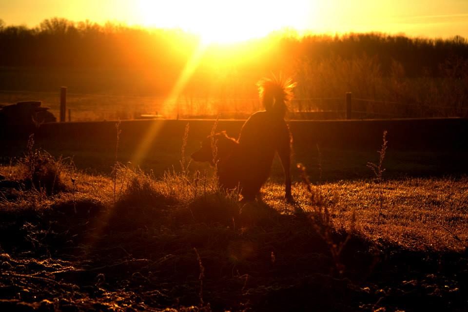 A horse silhouette stands in a pasture during a dramatic golden sunset with sun rays bursting through the trees.