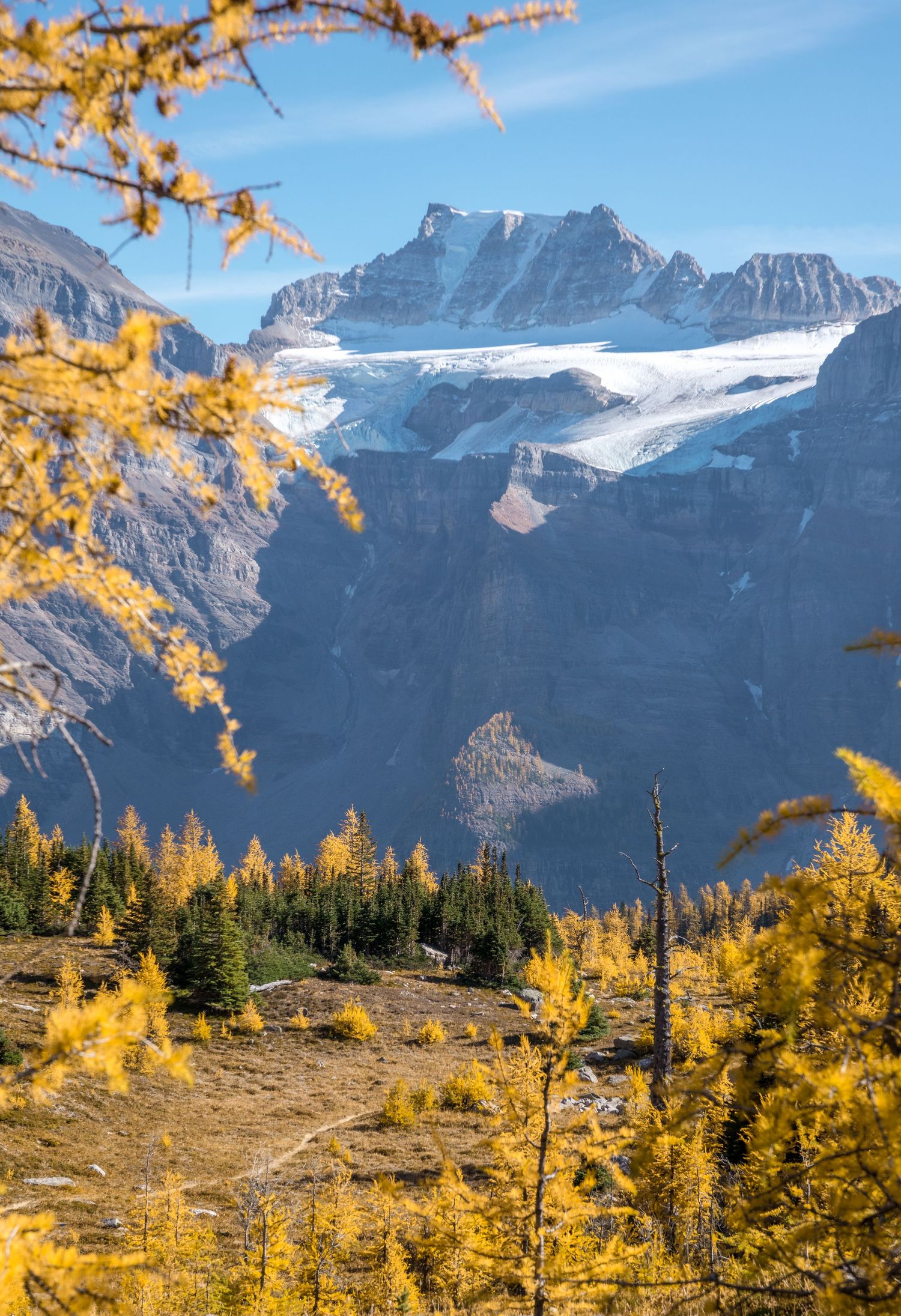 Golden larch trees frame snow-capped mountain peaks in autumn at Banff National Park.