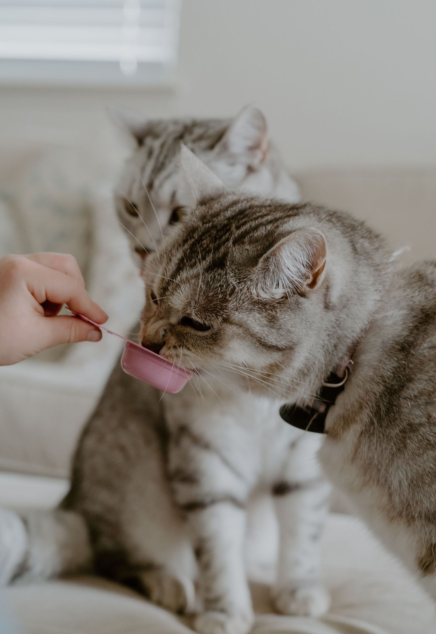 Two gray and white cats drinking from a small pink food bowl being held by someone's hand.