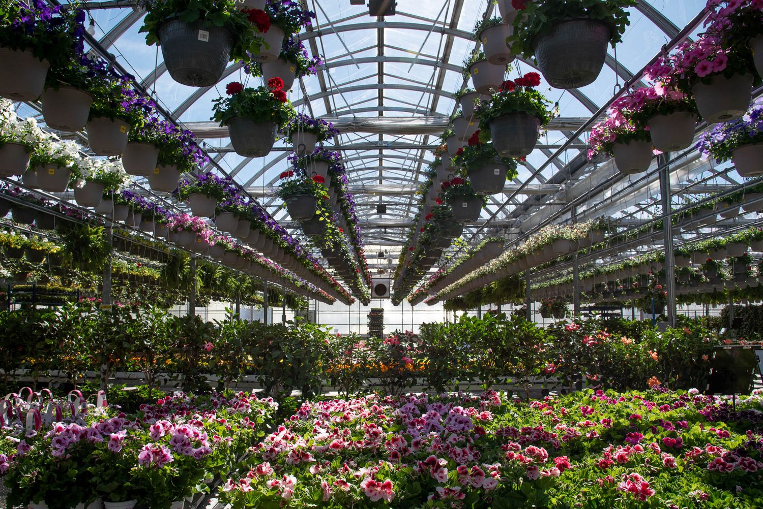 Bradford Greenhouse interior with hanging flower baskets and colorful plants under a glass ceiling in a garden center.