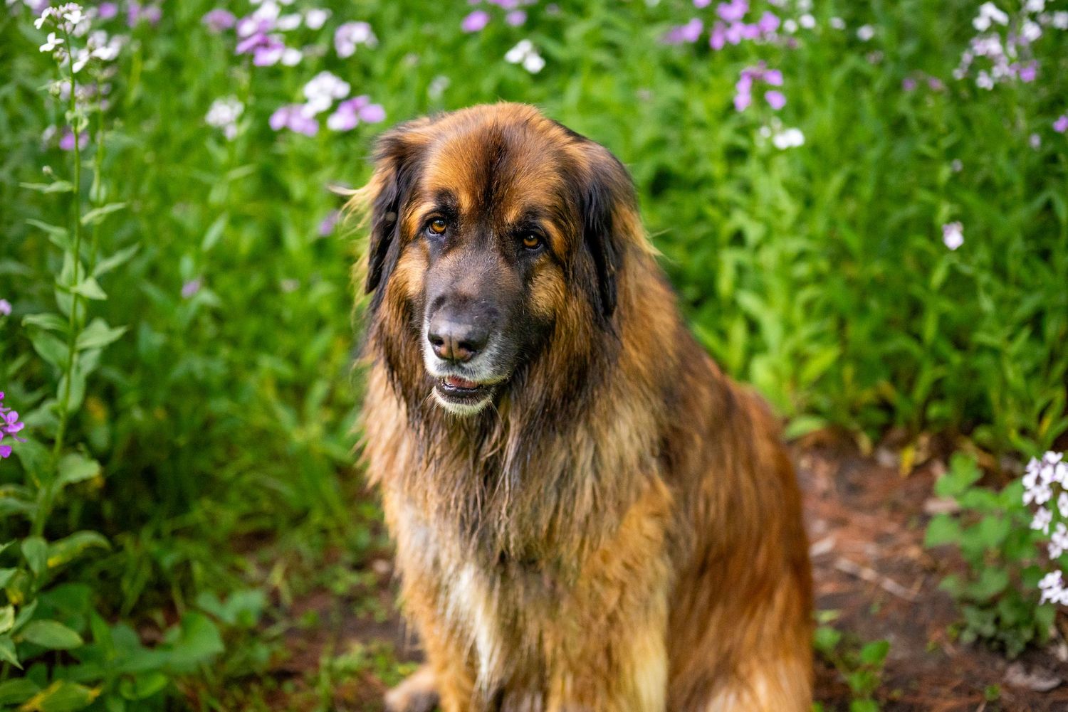 A fluffy leonberger sits in a batch of flowers, smiling