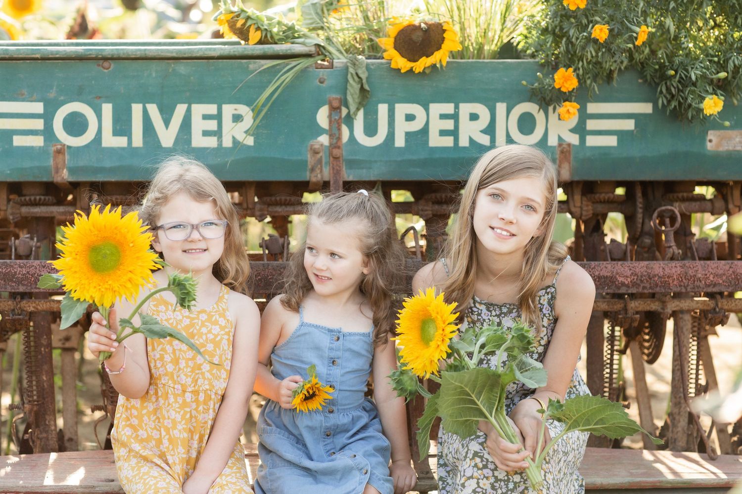 Three young girls smile holding sunflowers beside a vintage Oliver Superior farm machine.