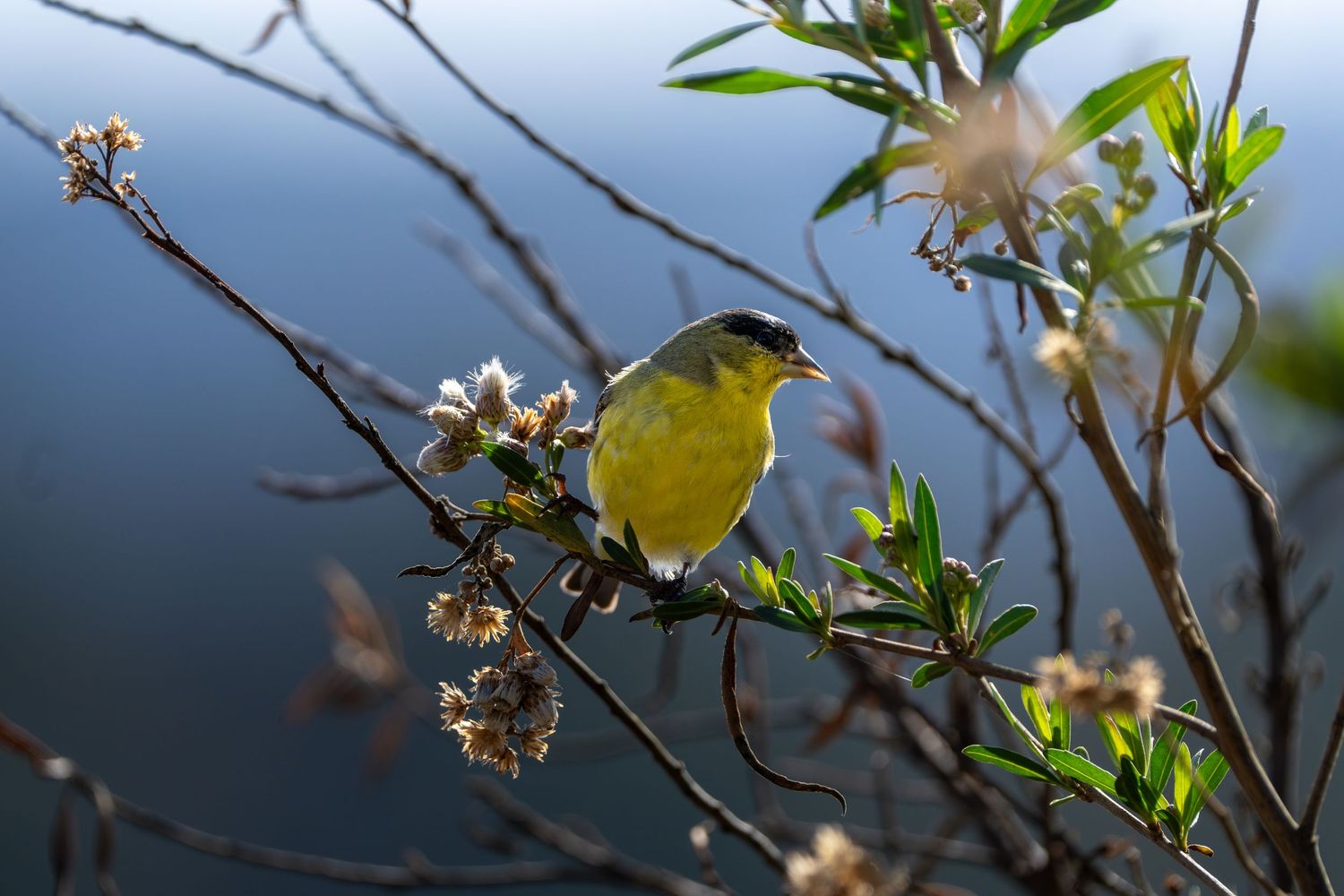 A yellow warbler perches on a delicate branch surrounded by green leaves and small white blossoms against a dusky blue sky.