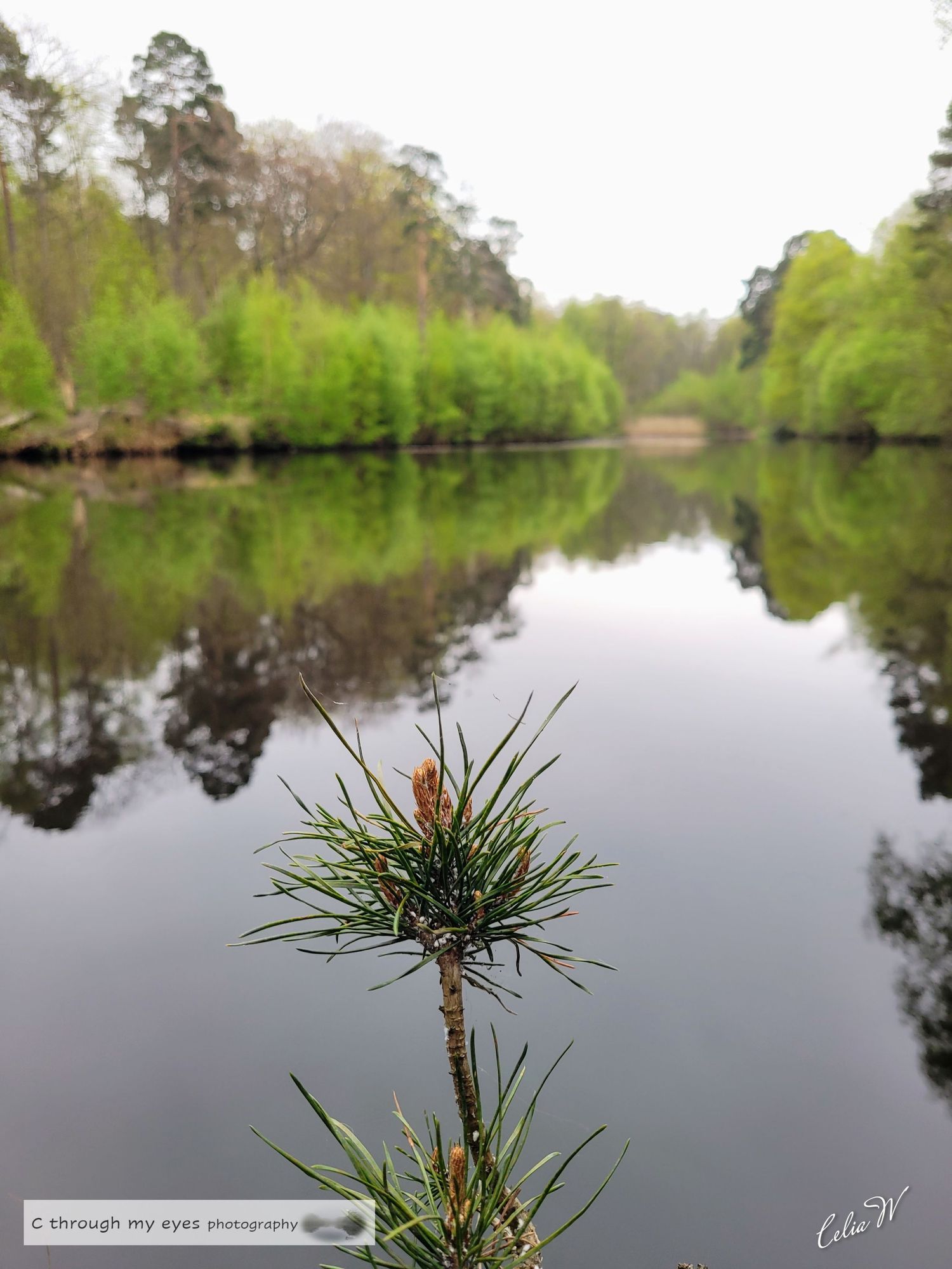 landscape photography of Spring lake and fauna, esher commons, surrey, england