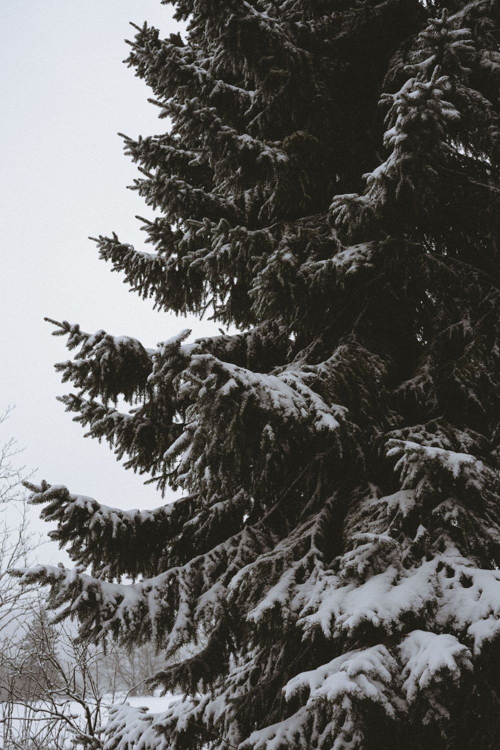 Snow-covered evergreen branches against gray winter sky in dramatic black and white.