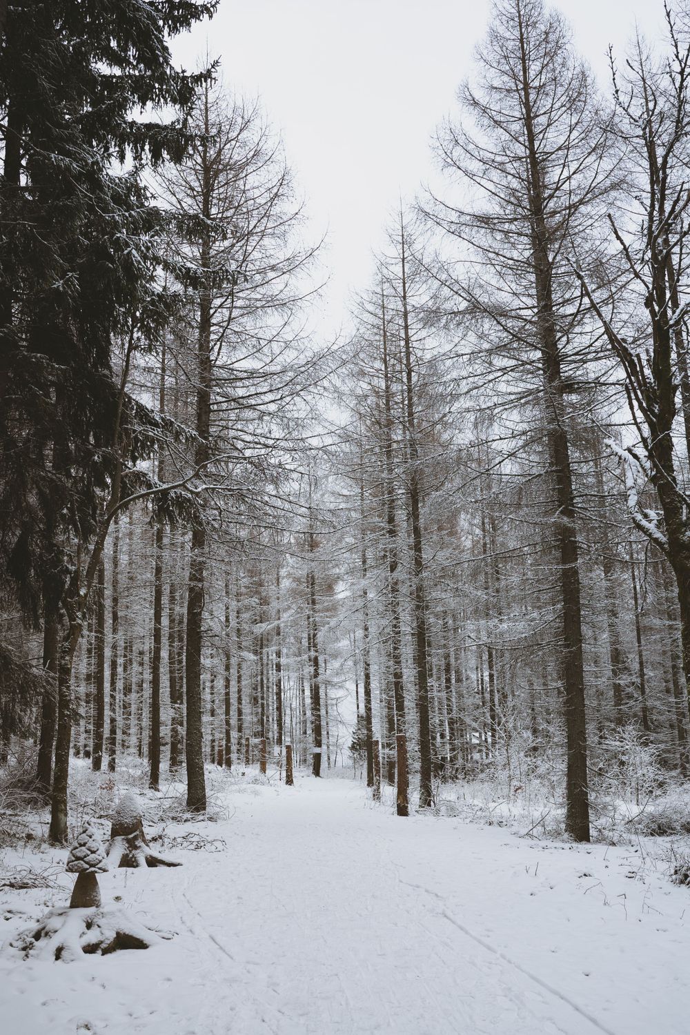 Snow-covered forest path through tall bare trees in winter.
