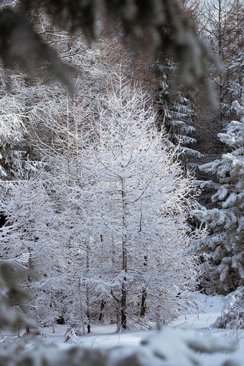 Frost-covered deciduous tree standing amid snow-laden evergreens in winter forest.