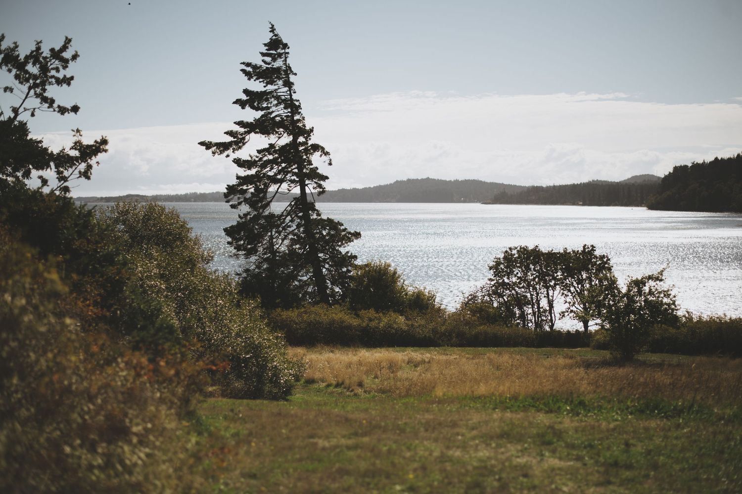 Coastal landscape with evergreen trees overlooking calm water and distant shores.