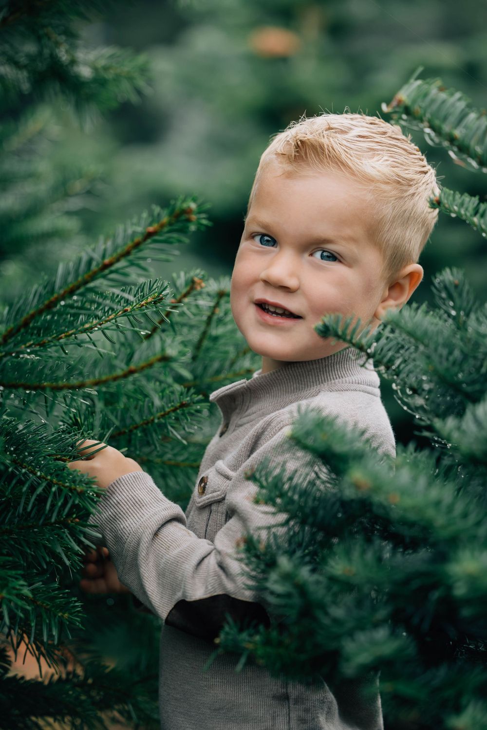 Cute blonde boy peeking through lush green pine tree branches at a Christmas tree farm.