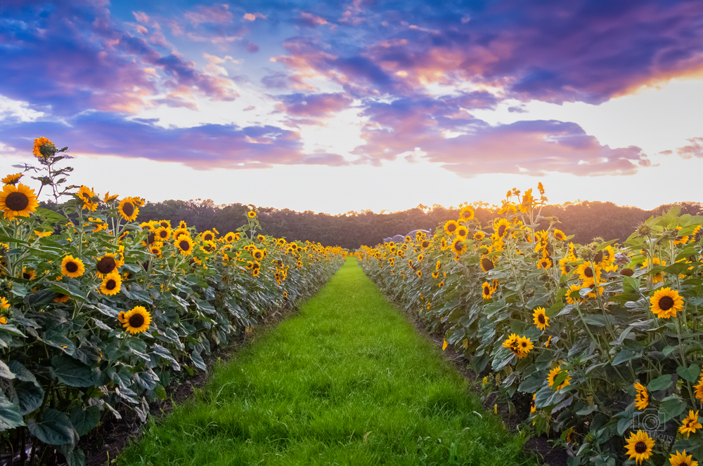A scenic sunflower field pathway at sunset with vibrant purple and orange sky.