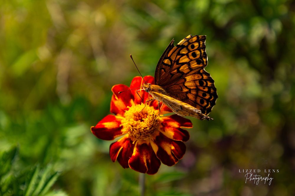 A fritillary butterfly perches on a vibrant red and yellow marigold flower in a lush green garden.
