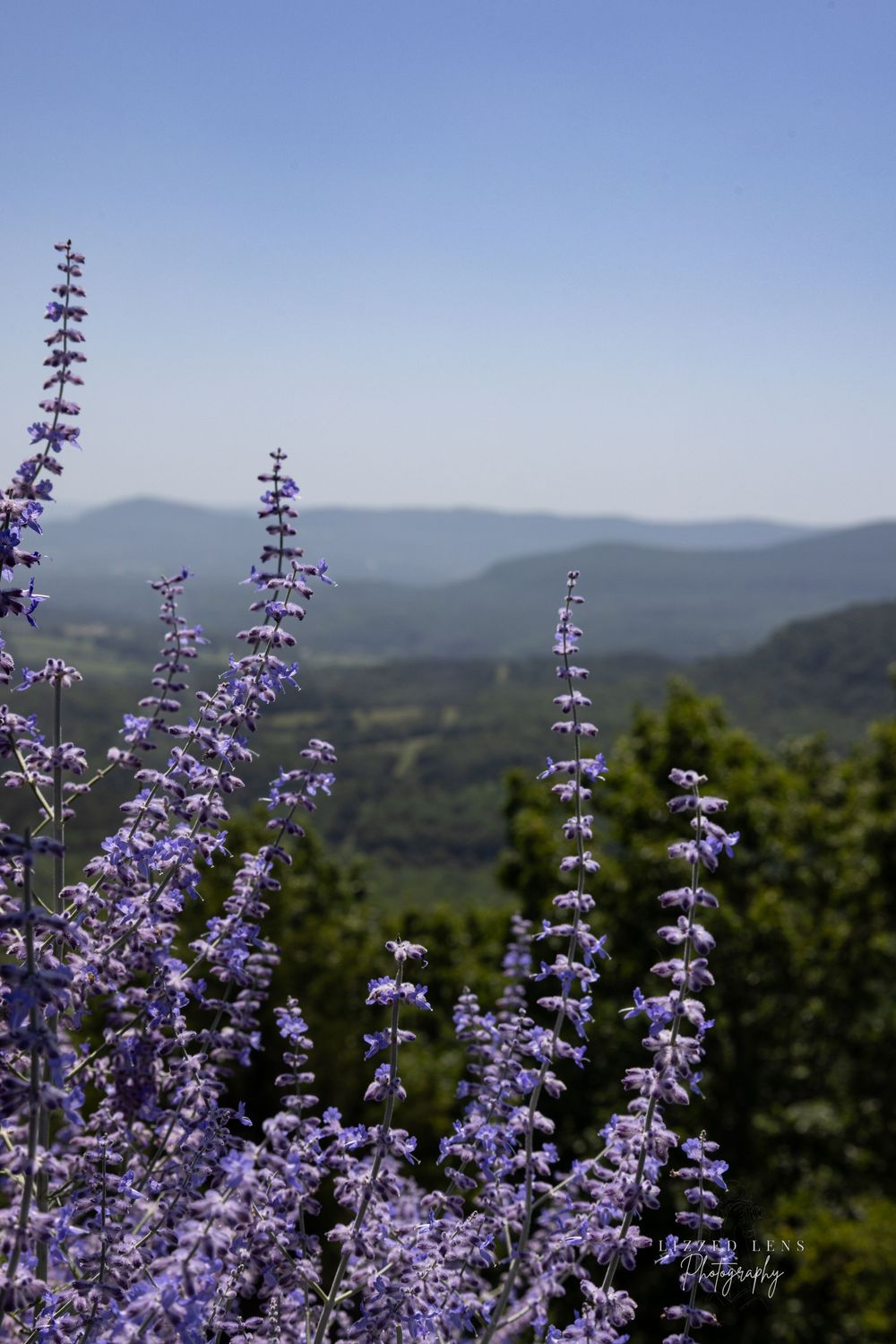 Purple lavender flowers in foreground with scenic mountain valley and clear blue sky behind.