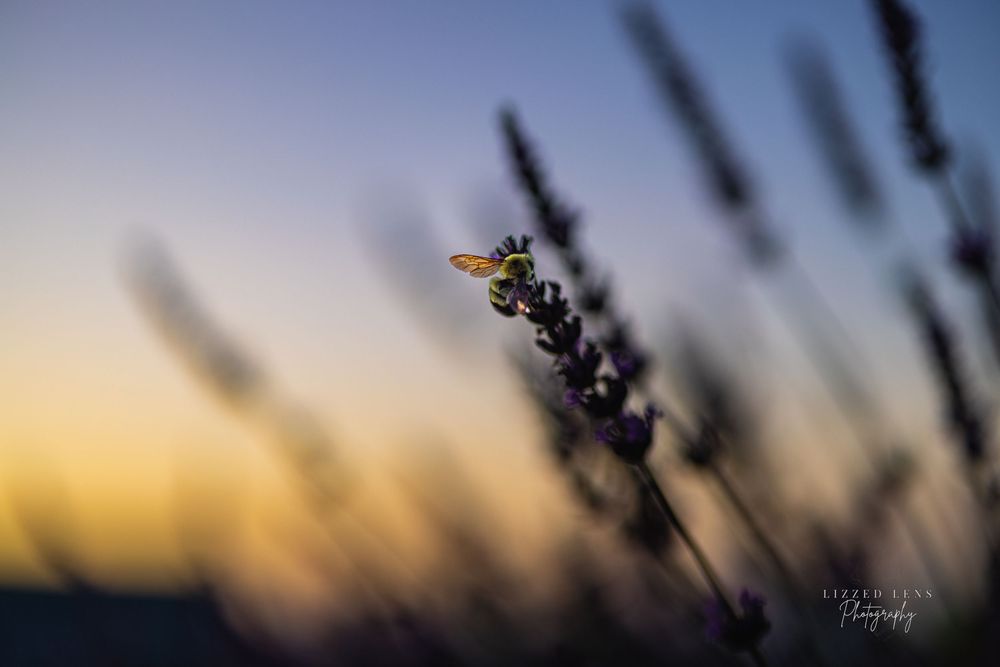 Bee pollinating lavender flower at golden sunset with warm bokeh background.