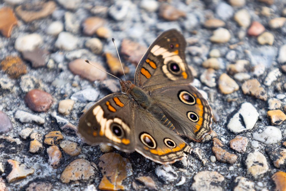 Common buckeye butterfly with distinctive eyespot wing patterns resting on gravel and small rocks outdoors.