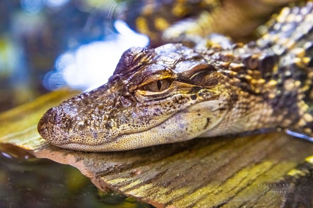 Close-up of a young alligator resting on a log near water.