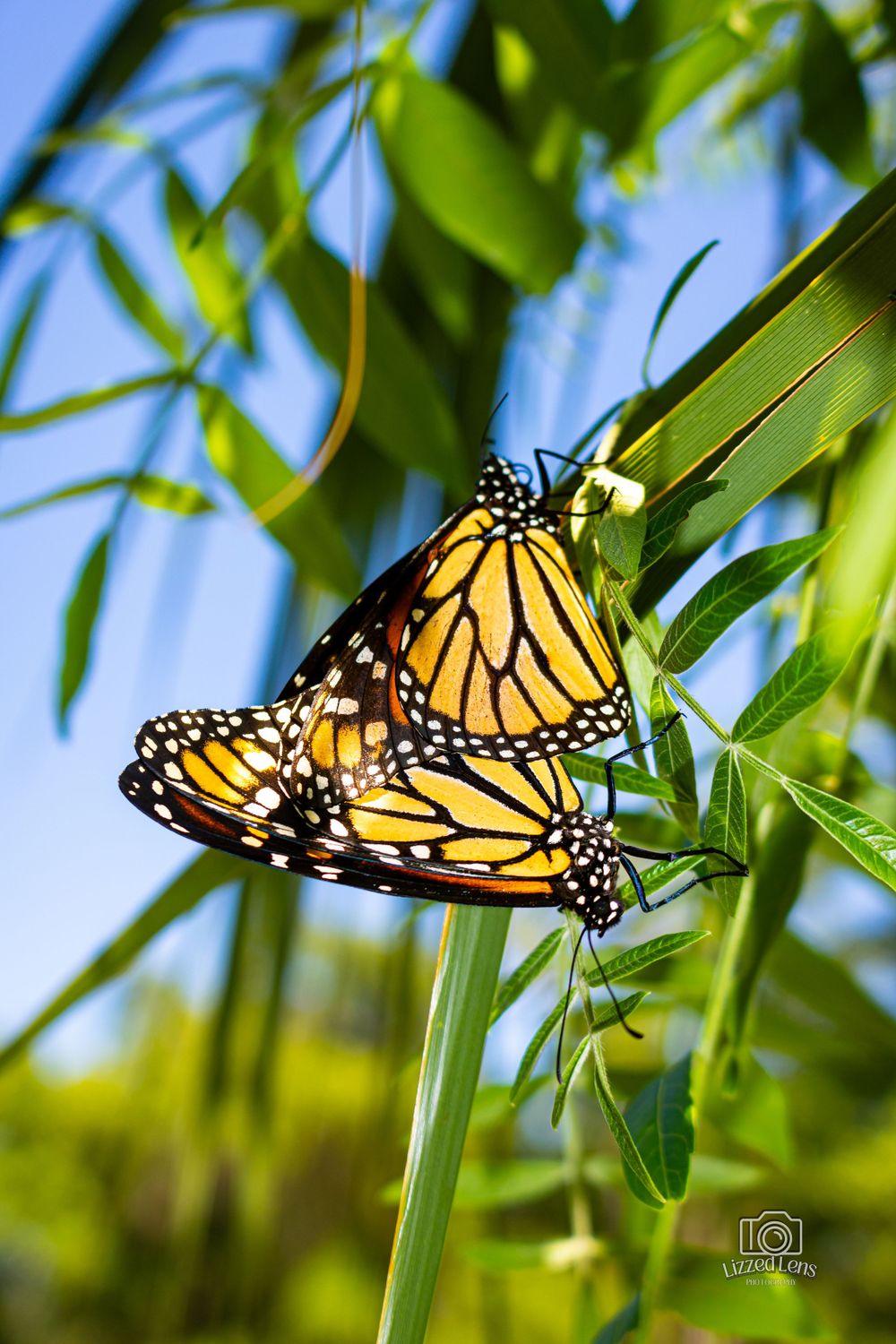 Two monarch butterflies mating on green plant stems against a bright blue sky background.