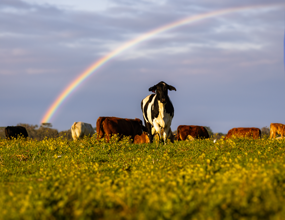 A black and white cow stands among a herd in a green field under a rainbow.