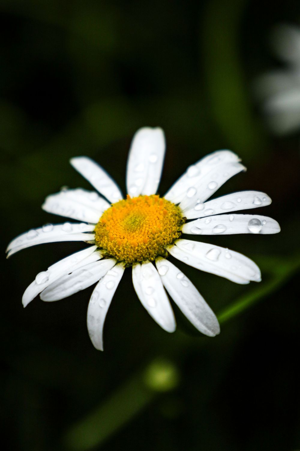 A close-up of a white daisy flower with yellow center and water droplets on petals against dark background.