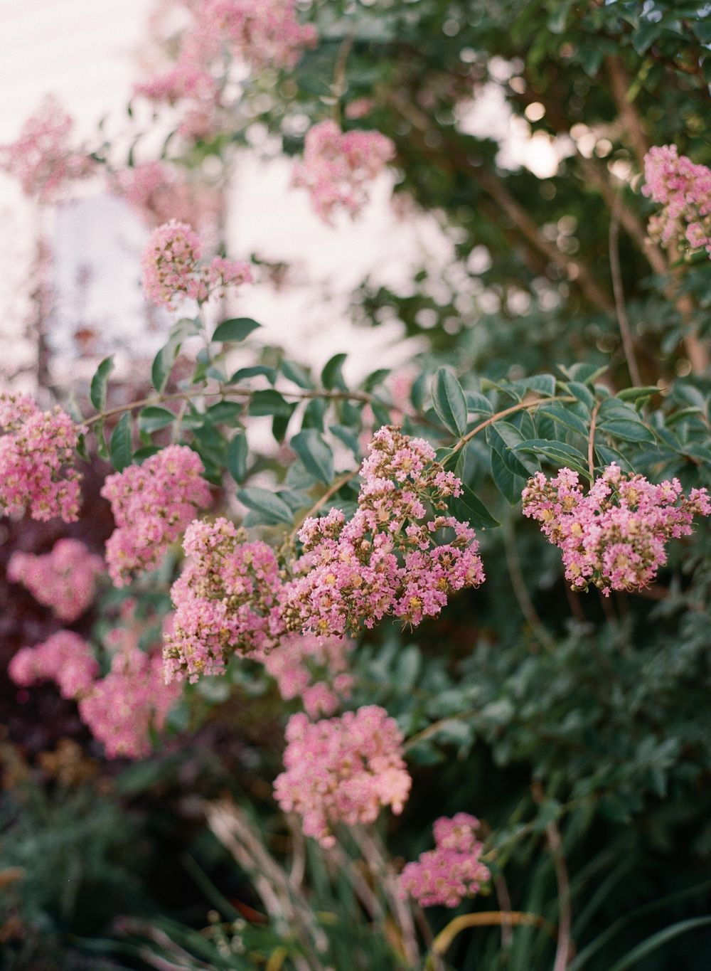 Pink crepe myrtle flowers blooming on lush green branches in a garden setting.