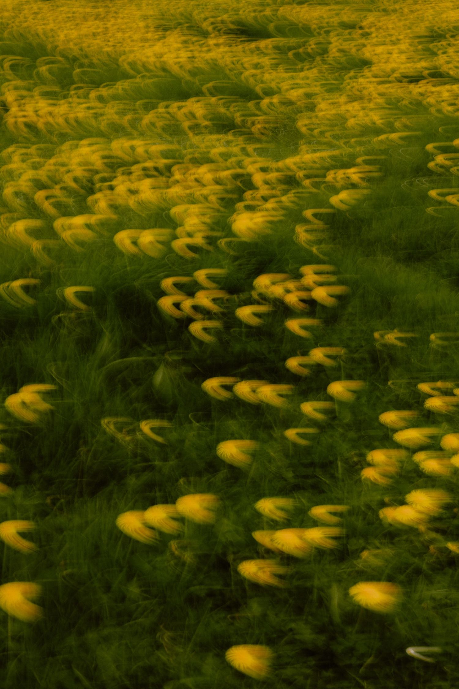 Abstract motion blur photo of yellow dandelions swirling over a green grassy meadow.