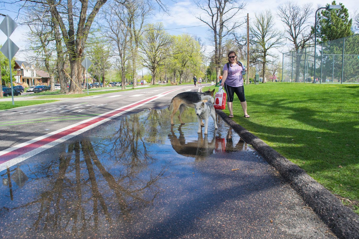 Person jogging past a large puddle reflecting trees on a sunny spring day near a park road with red lane markings.