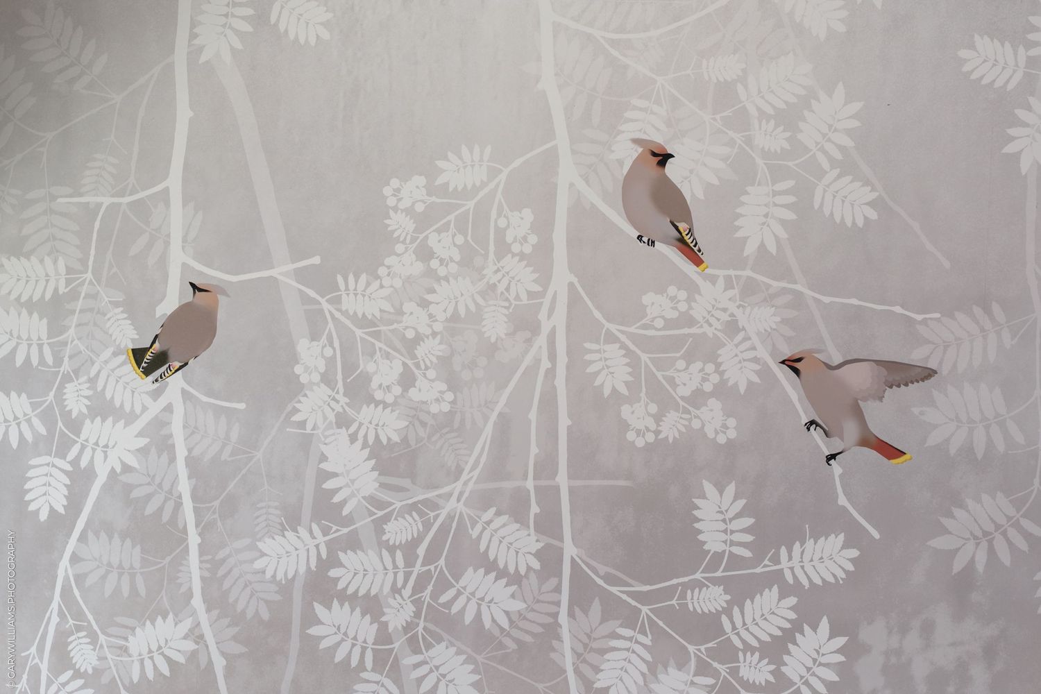 Three colorful waxwing birds perched on delicate white branches with leaves on a soft gray background.