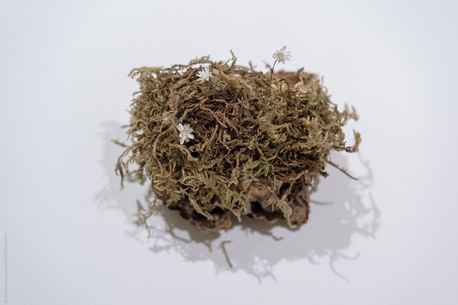 Close-up of dried brown moss clump with small white flowers on white background.