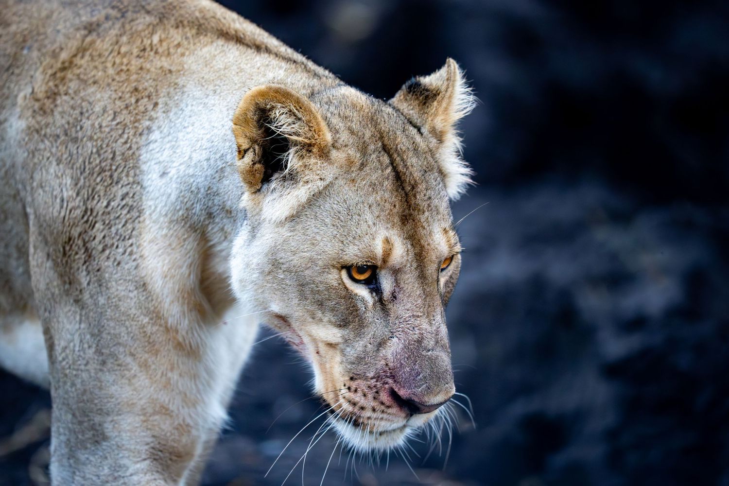 Close-up of a lioness licking her lips, showcasing her golden eyes and sleek tan fur against a dark background.