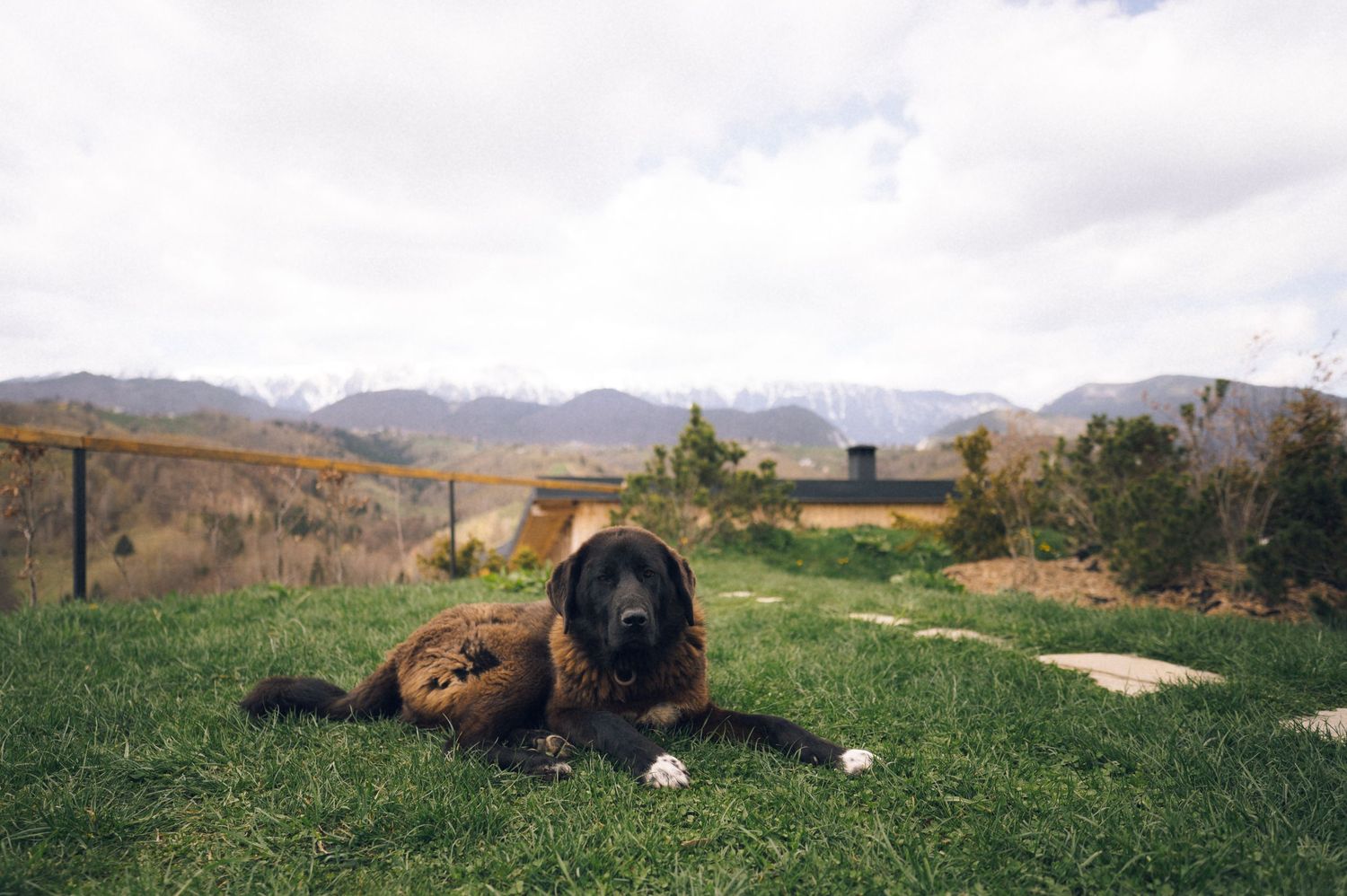 A large black and brown dog resting on green grass with mountain views and cloudy skies in the background.
