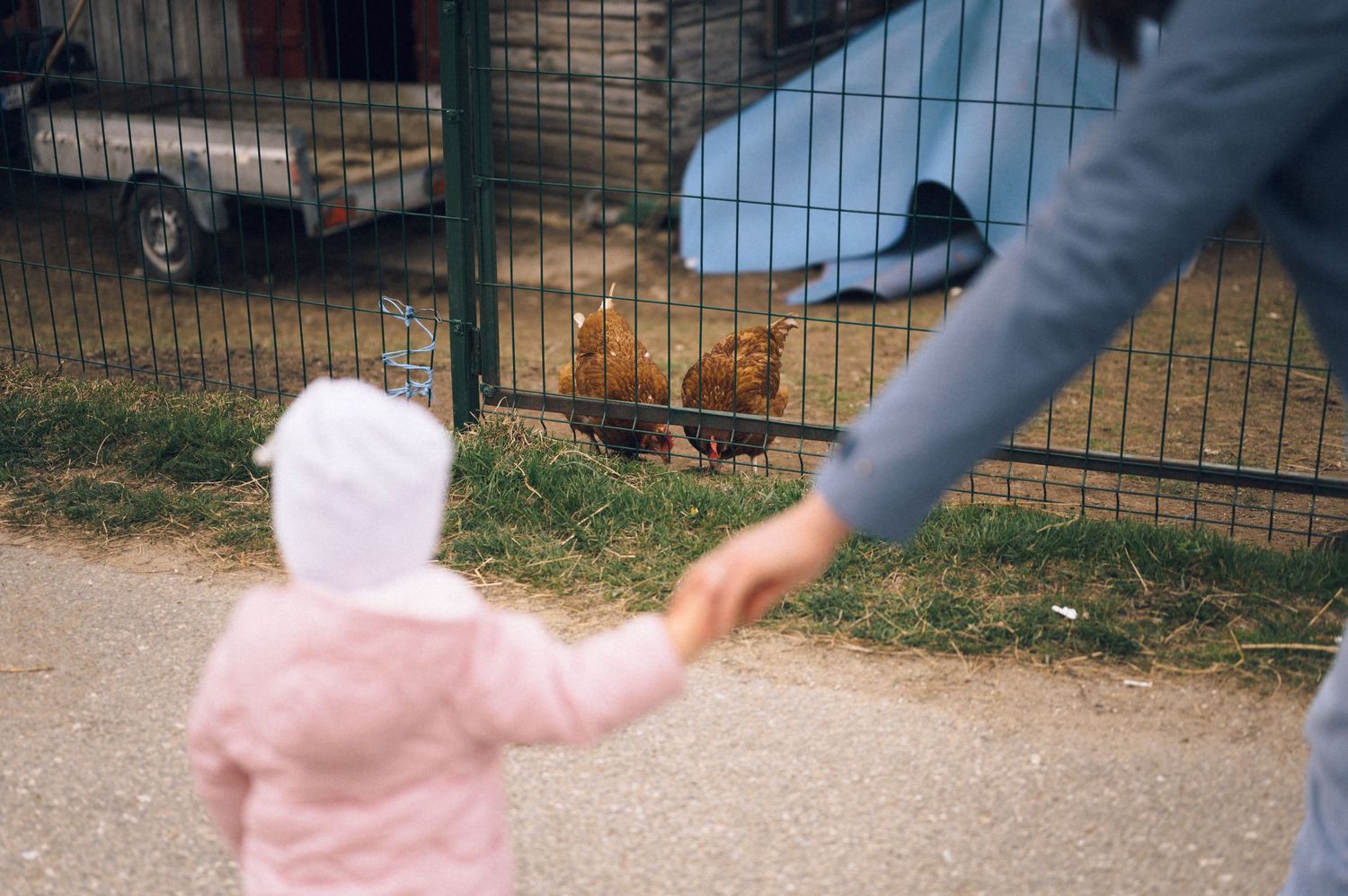 Child holding adult hand viewing brown chickens in a green wire farm enclosure at a petting zoo.