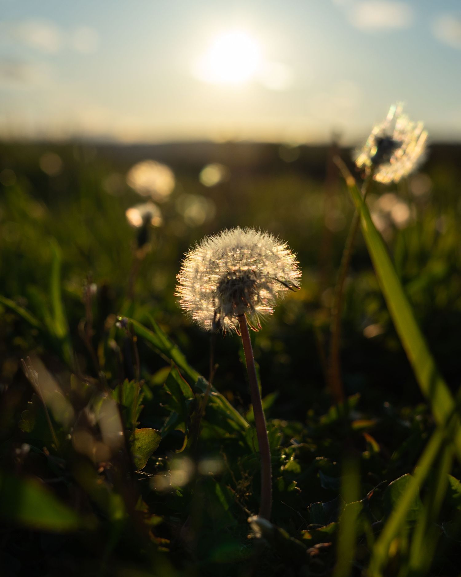 A glowing dandelion seedhead backlit by golden sunset light in a lush green meadow.