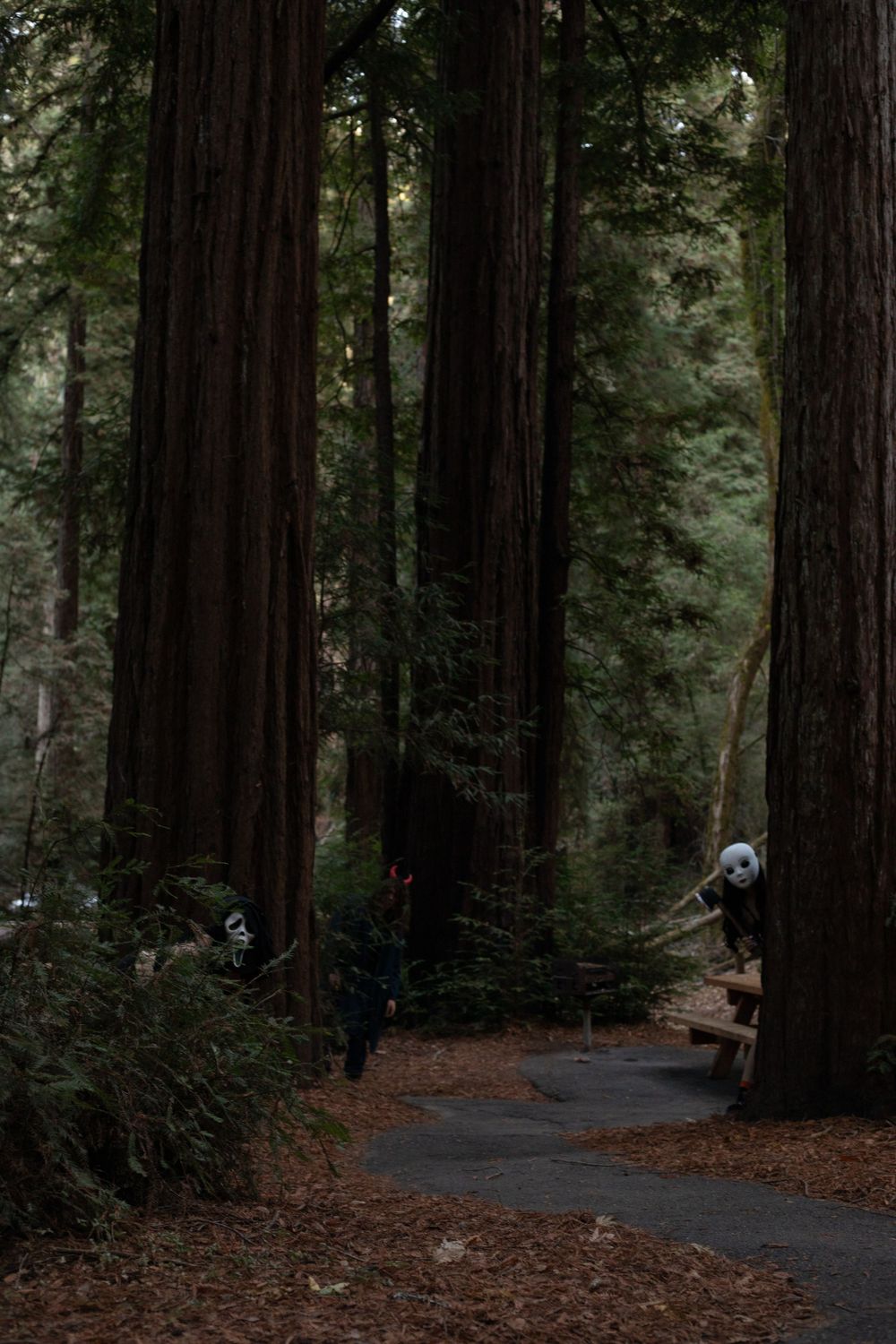 Dark moody forest trail winding between towering redwood trees with masked figures in the shadows.