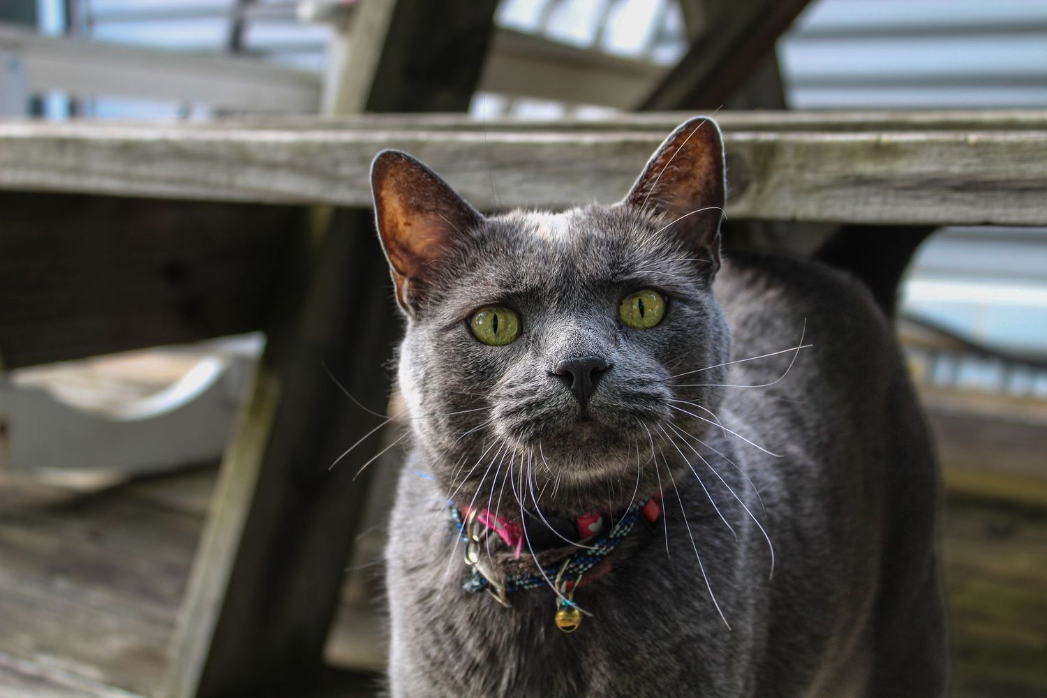 A sleek gray cat with green eyes wearing a floral collar stands on a wooden deck.