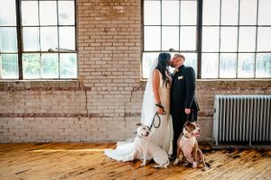 dogs wedding photographer