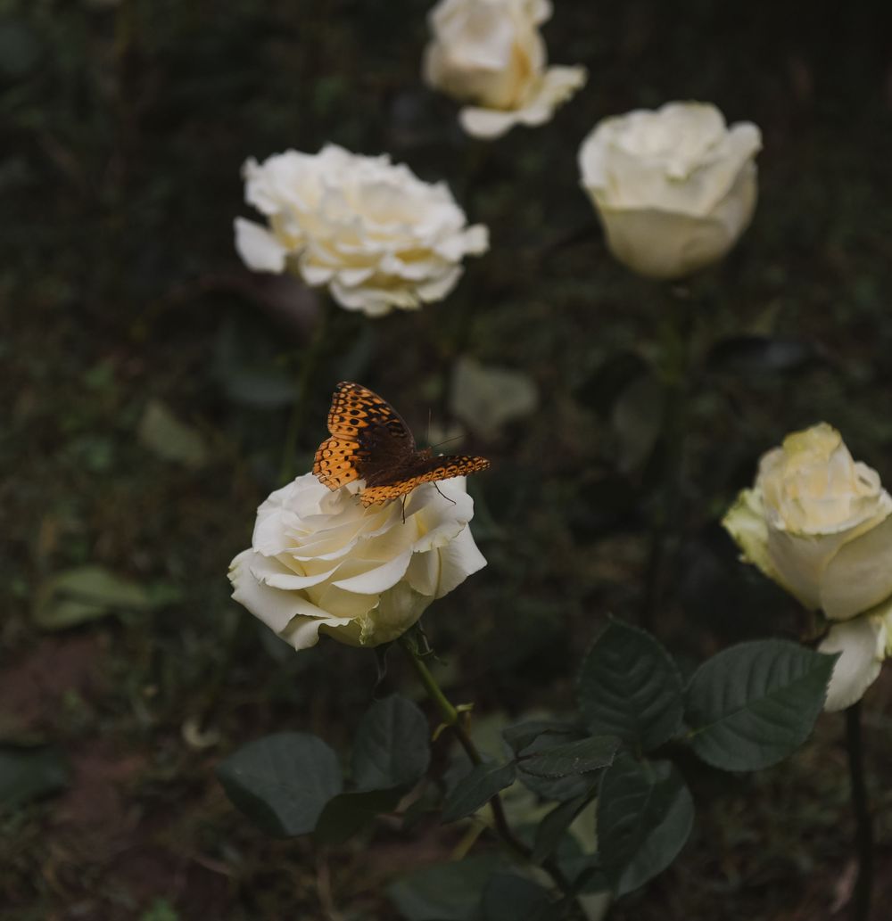 An orange butterfly perches delicately on a white garden rose bloom among dark green foliage.