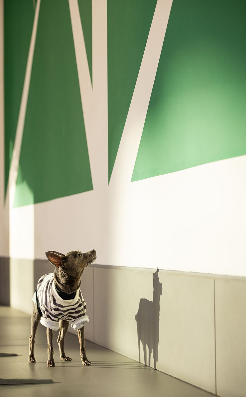 A small chihuahua dog casts long shadows on green walls in a minimalist architectural setting.