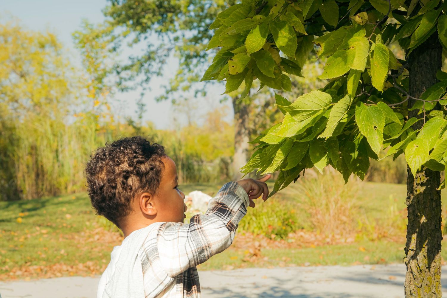 A young Black child reaches up to touch green leaves on a tree in a sunny park setting.