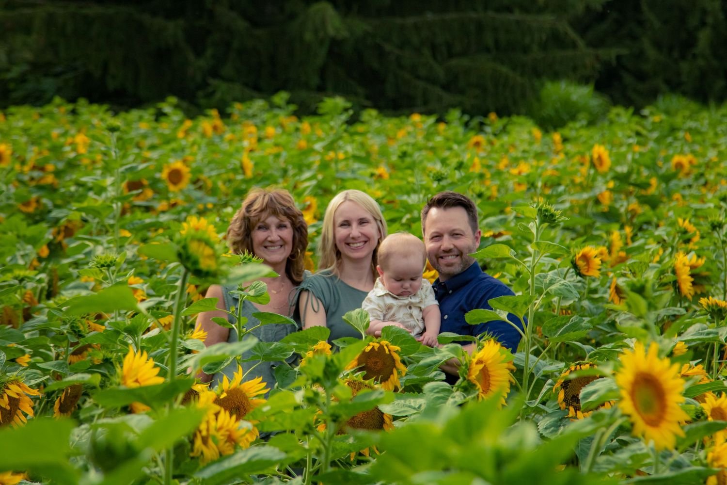 Family of four posing happily in a vibrant sunflower field, with parents holding a baby surrounded by bright yellow blooms.