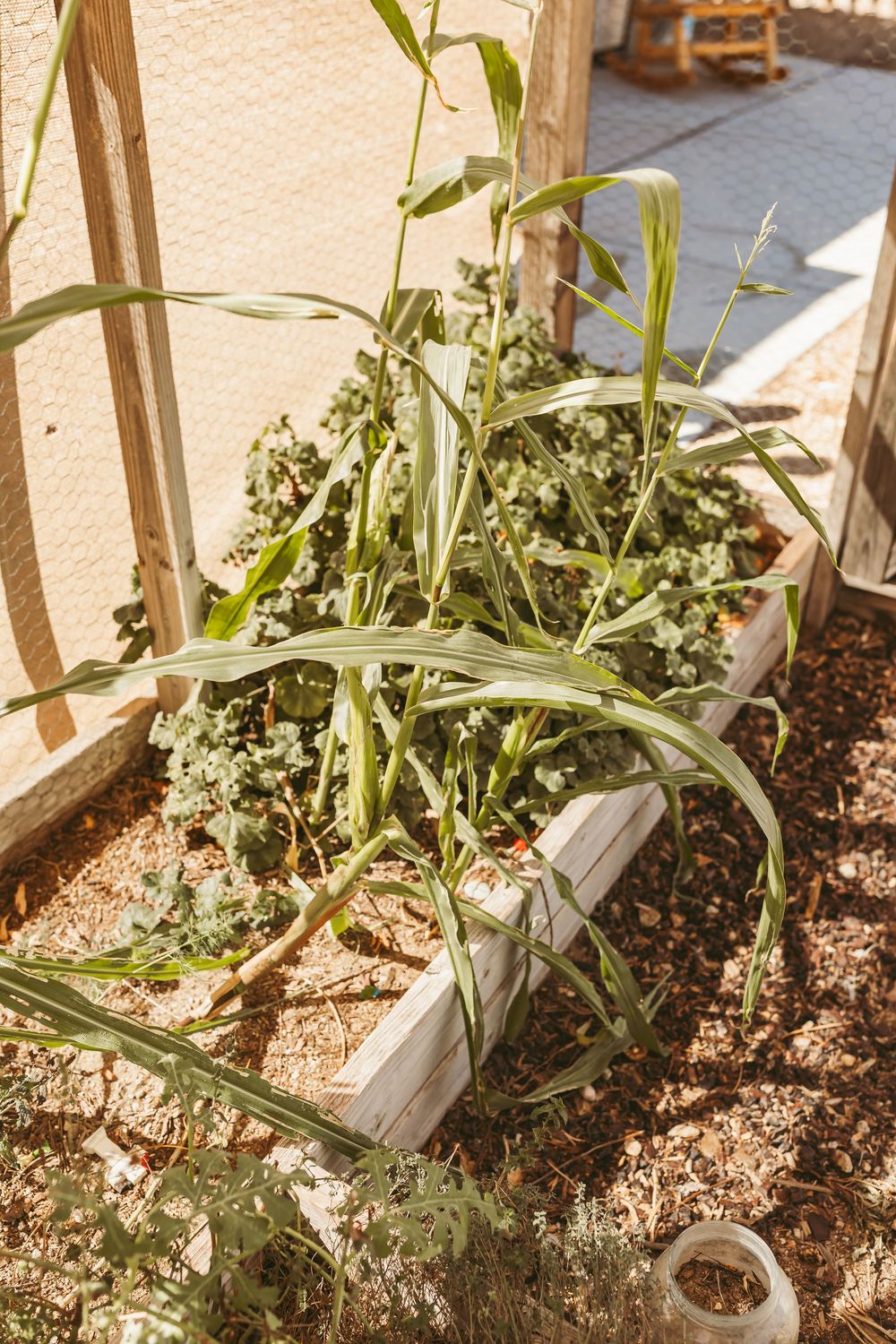 Garden plants growing with wooden stake supports in mulched soil.