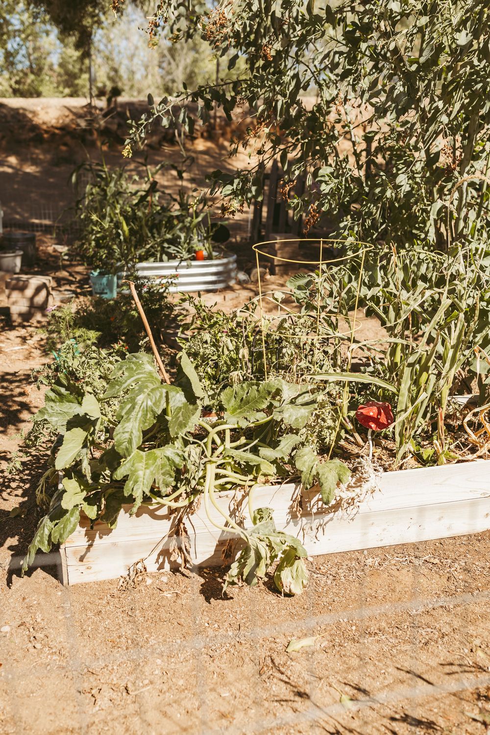 Vegetable garden bed with tomato plants and other greenery growing along white raised border.