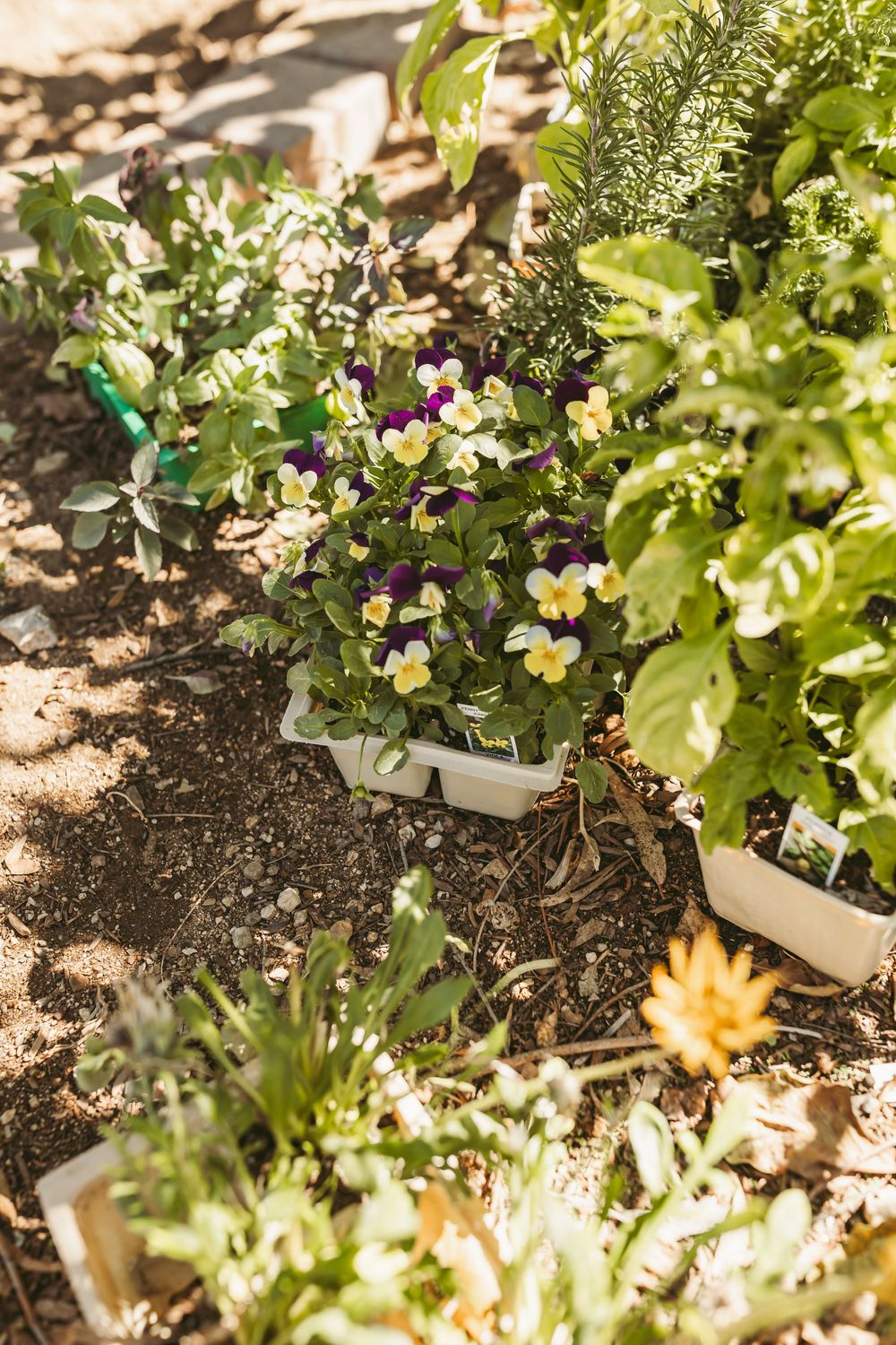 Colorful flowers and plants growing in a garden bed with dark soil and sunlit patches.