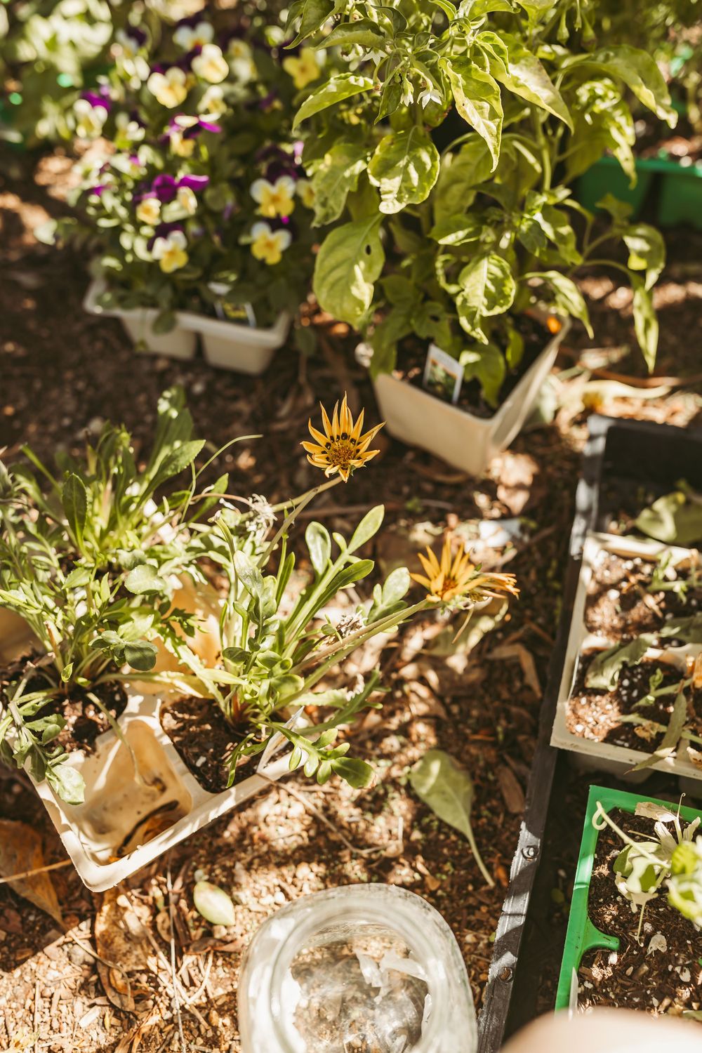Potted plants and seedlings growing in a sunny garden area with scattered gardening supplies.