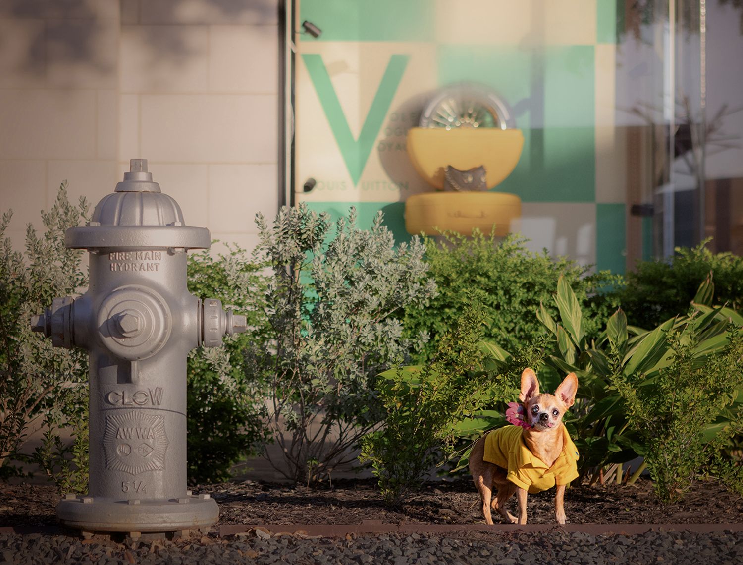 A senior chihuahua in a yellow polo shirt stands next to a fire hydrant in front of the Louis Vuitton store at the Doman in Austin, Texas.